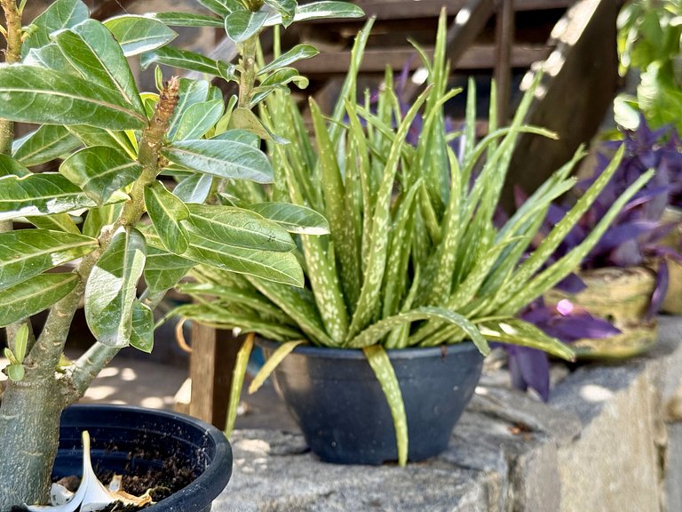 Oceana Suites: Villas de Tibau, Tibau do Sol.