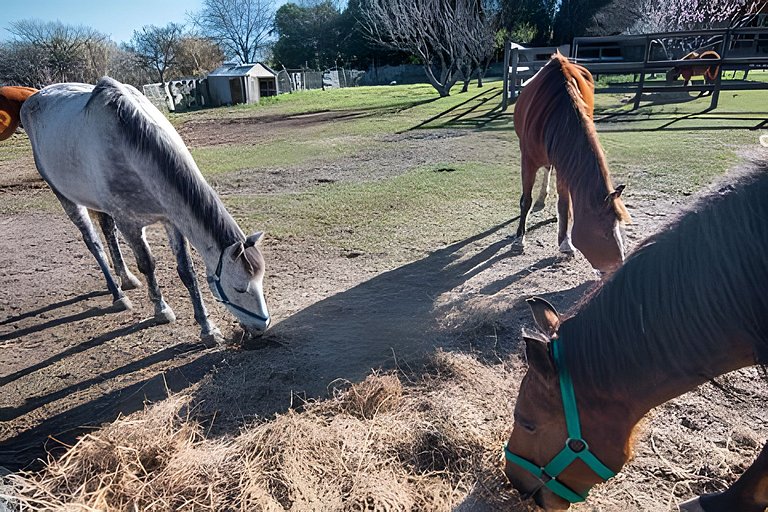 Oceana Suites: Espacio Ganesha, Baradero.
